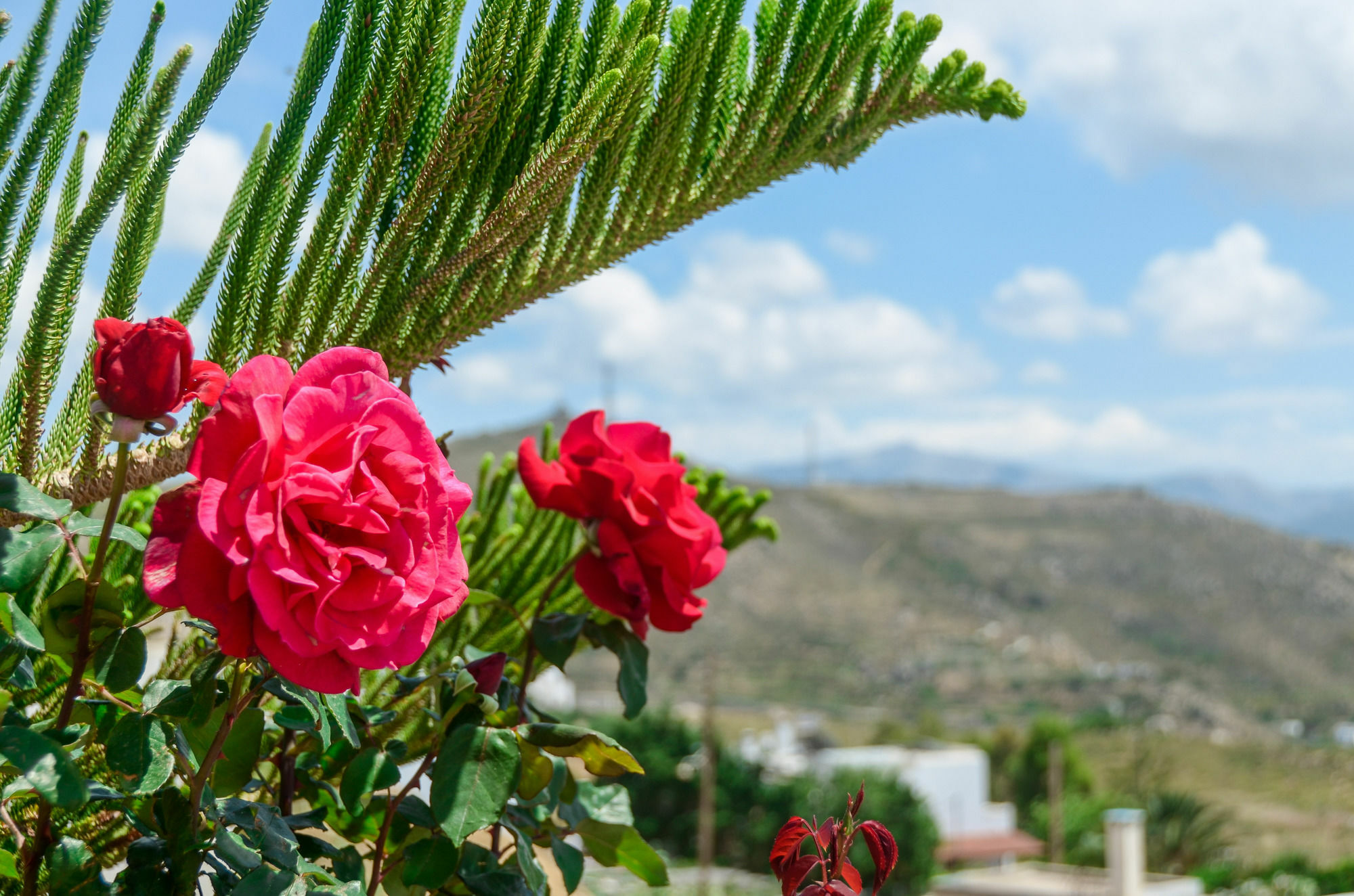 Villa Of Roses In Naxos - Private Villa With Pool Naxos City Eksteriør bilde